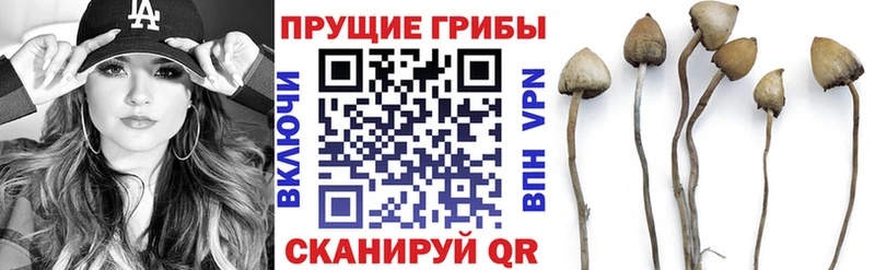 что такое наркотик Остров Псилоцибиновые грибы Psilocybe